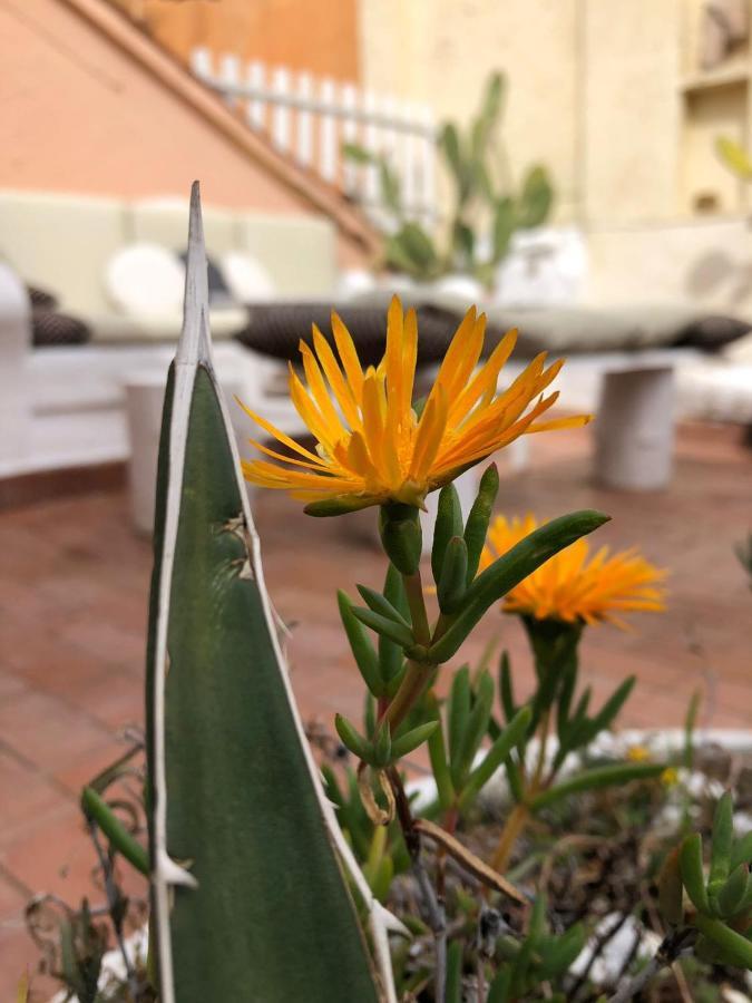 Navona Sunshine Big Terrace Apartamento Roma Exterior foto